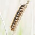 Euthrix potatoria (Drinker).jpg